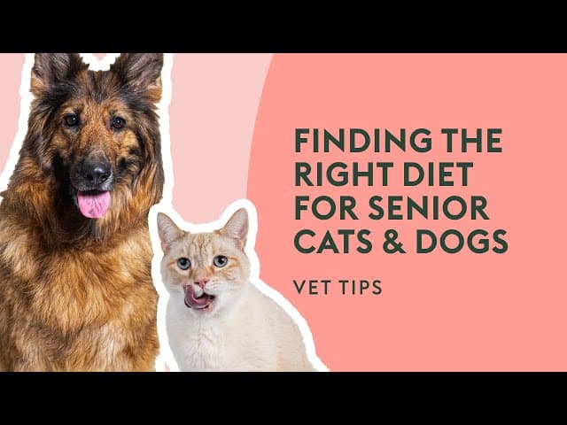 Tipps zur Pflege Älterer Haustiere