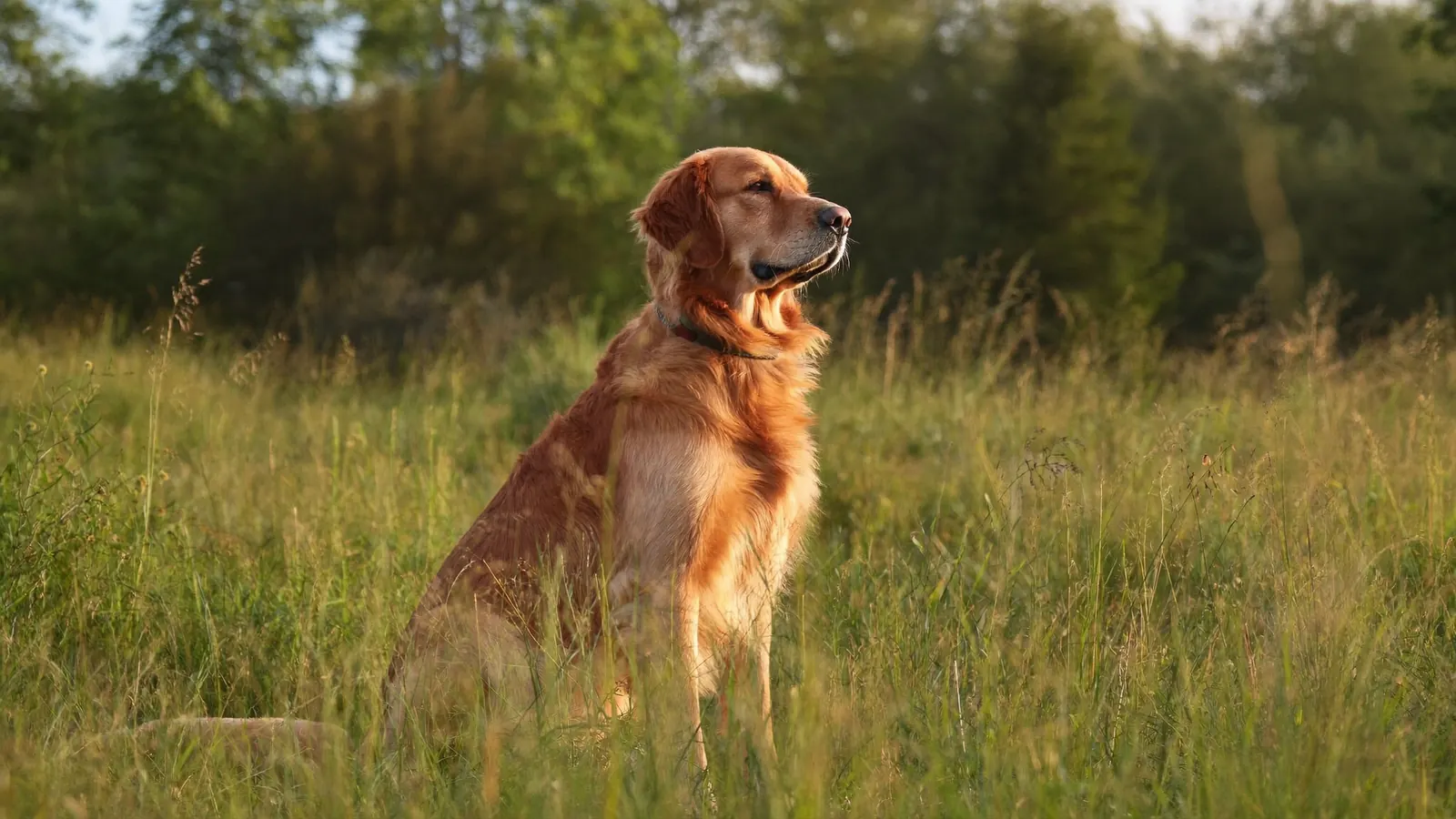 Hypoallergenes Hundefutter: Wann braucht dein Hund es wirklich?